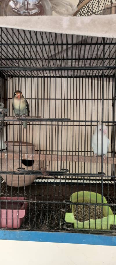 urgent for sale