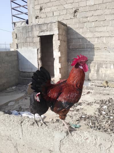 Goldan misri Dasi murgiya