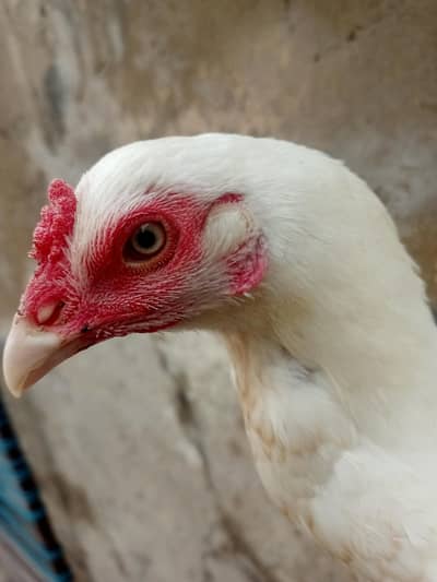 Pure Aseel heera /lassani Aseel pathy/mushka/hen /Murga/white paper