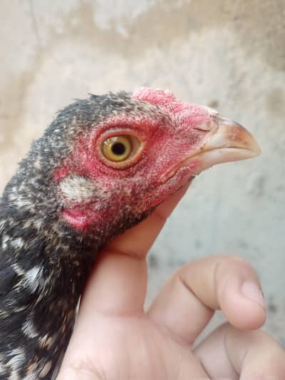 Pure Aseel heera /lassani Aseel pathy/mushka/hen /Murga/white paper