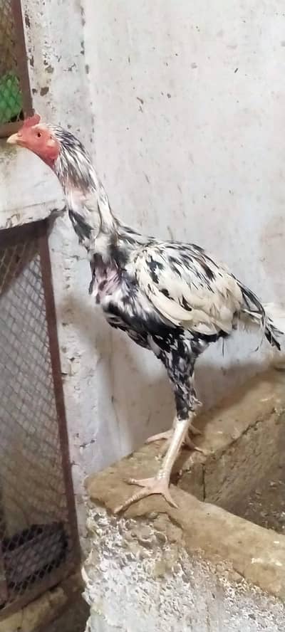 aseel lakha cheena peela  jageeri