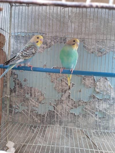 Budgies Patha