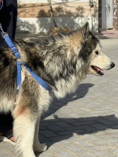 Alaskan malamute