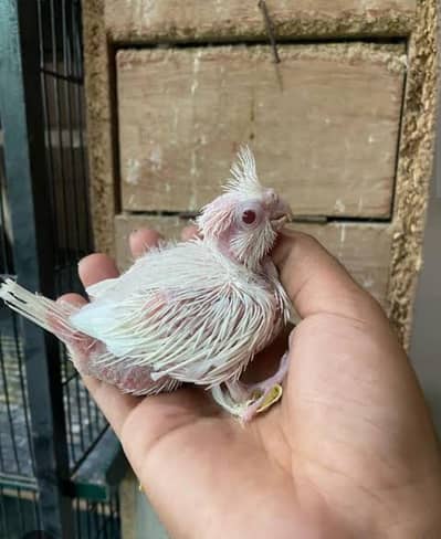 Eno cocktail red eyes chick available