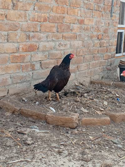 Amroha Merathi female