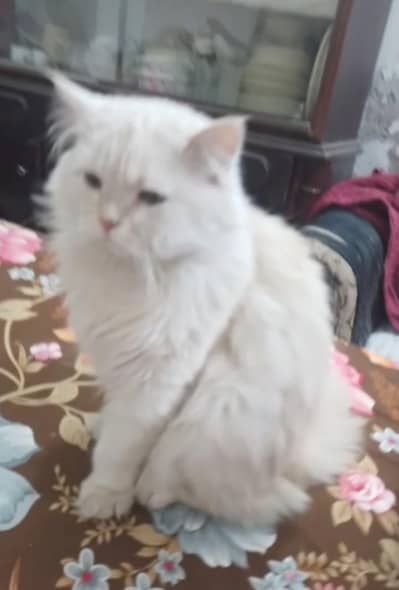 triple coat male cat