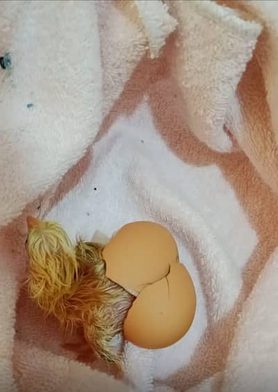 Premium Fertile Eggs / Healthy & Fresh /  Pure Breeds Eggs Available