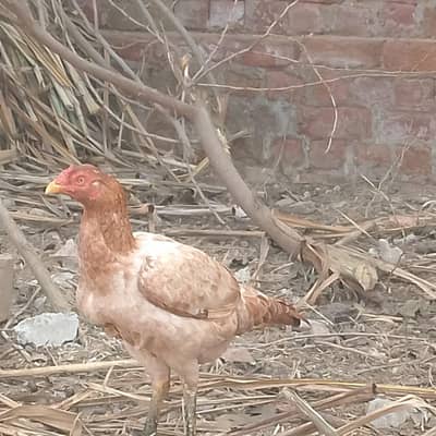 aseel and dasi females