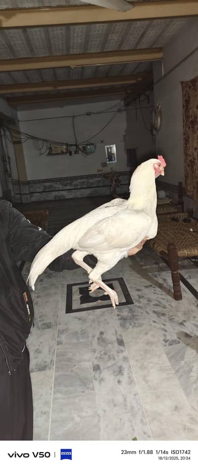 Aseel hera pure white,