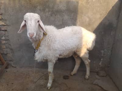 2 dumba  ha bot achi  nasal kay ha