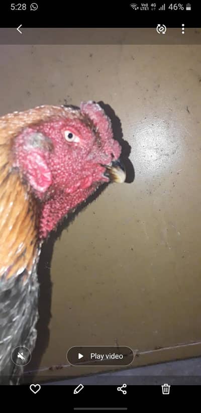 japaniz shamou  pair best quality for sale  0/3/2/3/7/8/0/6=9/4/7