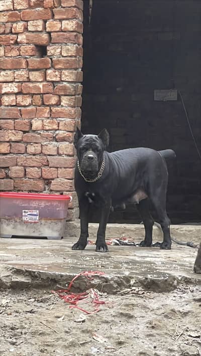 Cane corso 03234696626