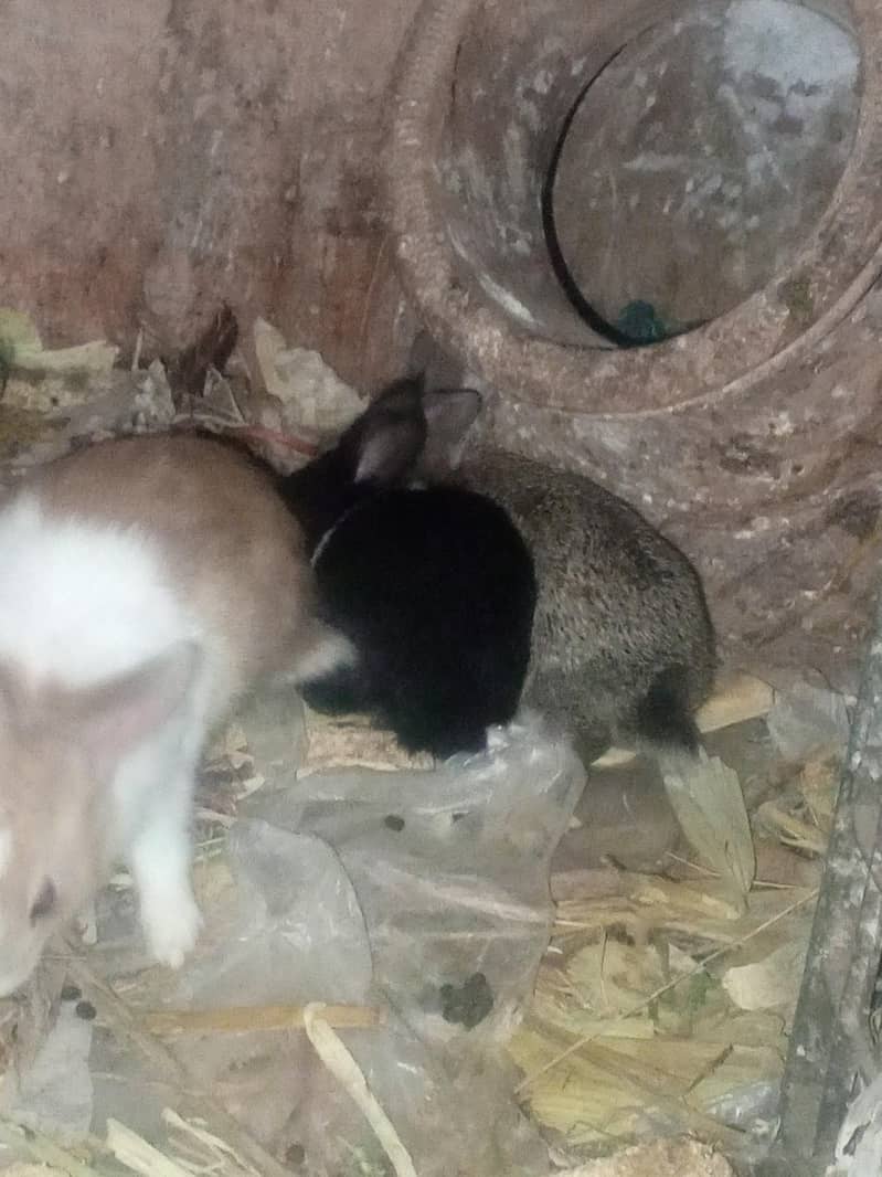 Rabbit Red eyes|Rabbits |Imported Breed |High Quality Rabbits|Bunnies ...