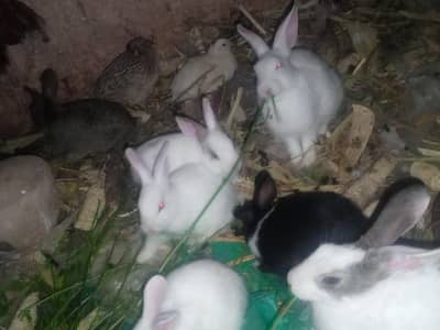 Rabbit Red eyes|Rabbits |Imported Breed |High Quality Rabbits|Bunnies