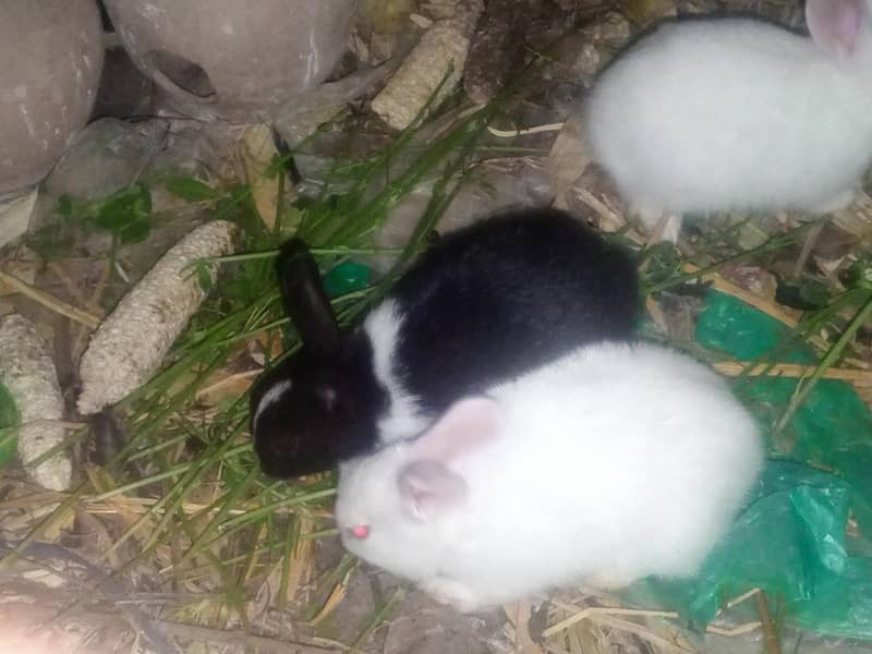 Rabbit Red eyes|Rabbits |Imported Breed |High Quality Rabbits|Bunnies ...
