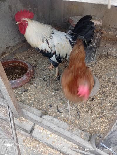 male our  female ha 3seal ha