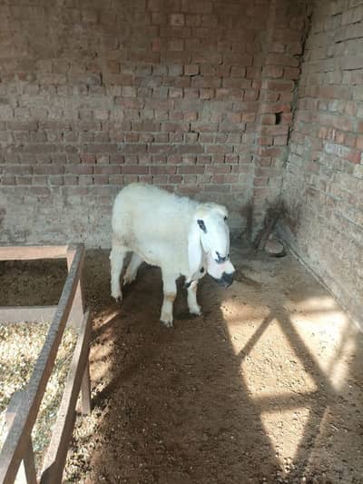 Female kajle high Quality