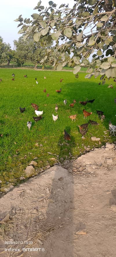 Free range golden mishiri roosters weight 2 kg price 1300 pr kg