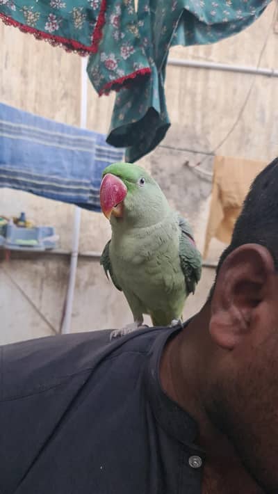 Kashmiri Parrot