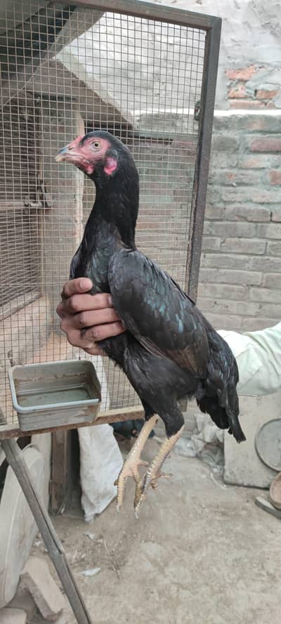 aseel mianwali plus Thai cross 2 pathiyan