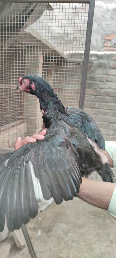 aseel mianwali plus Thai cross 2 pathiyan