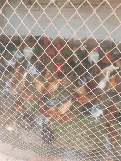 Golden mishri hens for sale