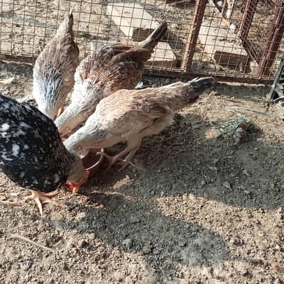 dandarvi breed 3 female 1 male