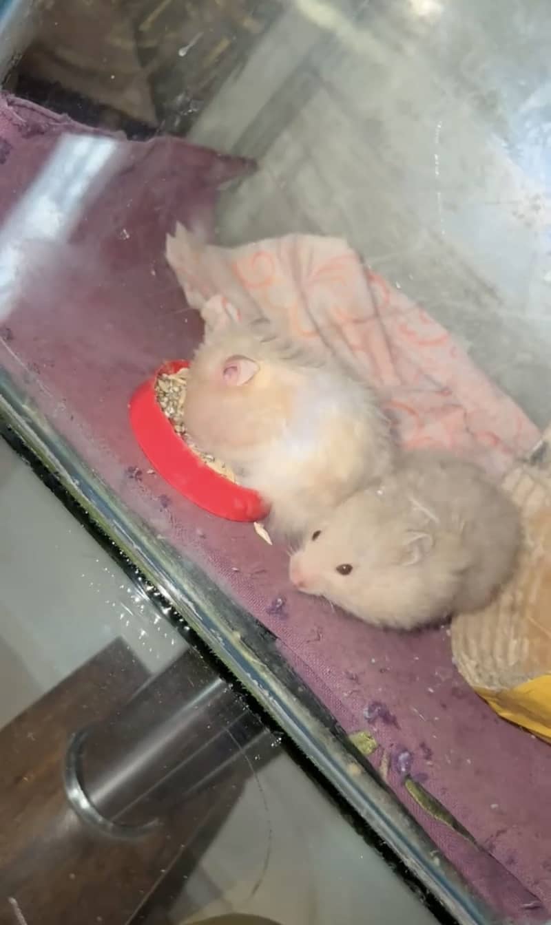 Hamster for sale 3
