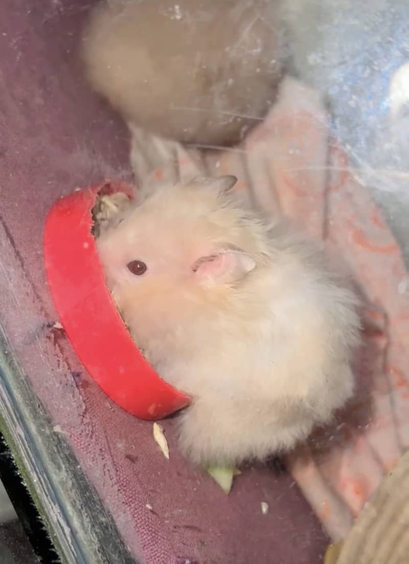 Hamster for sale 5