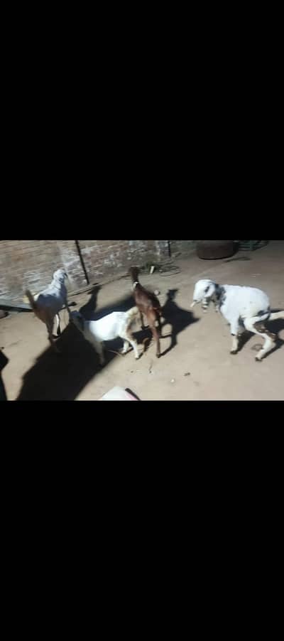 Goat / Bakri | Ghabban Barkiya |بکری  | Healthy Goats | Desi goat