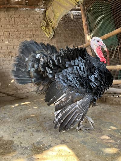 Turkey peru young beautiful males zbardast colour