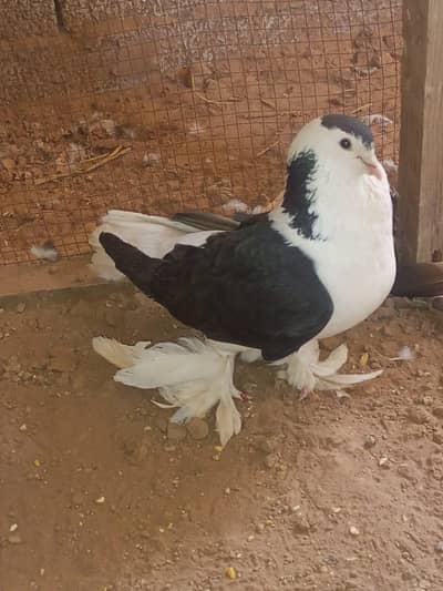 Germen Sherazi breeder pair for sale