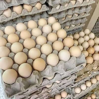 Fresh Desi Eggs 480/dz