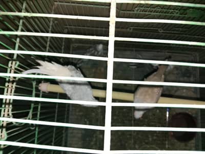 Dove finch 1500 jora