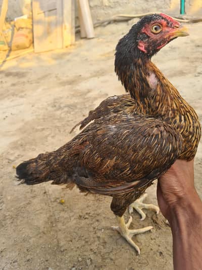 Miamwali x veit cross