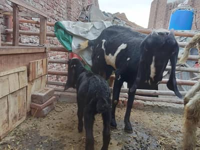 Desi bakri Desi leli k sath
