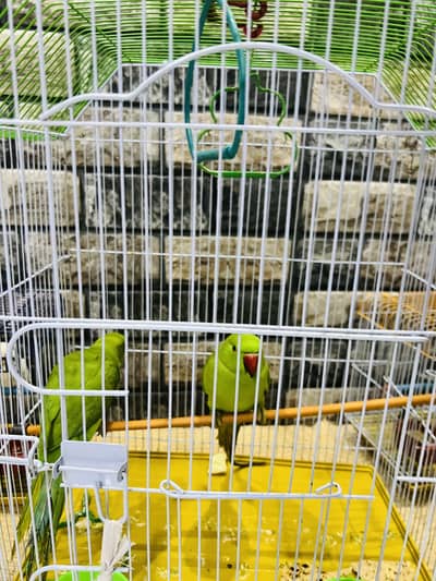 parrot pair