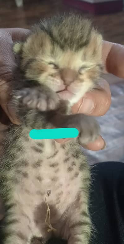 Cute Kitten newborns unique textured