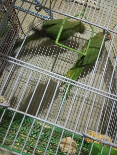 2 female ringnake parrot available for sell