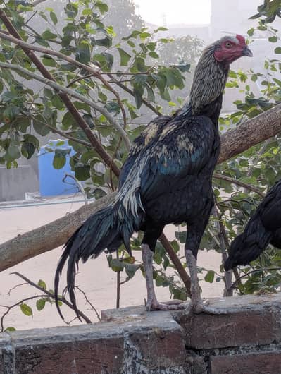 Thai phatha for sale