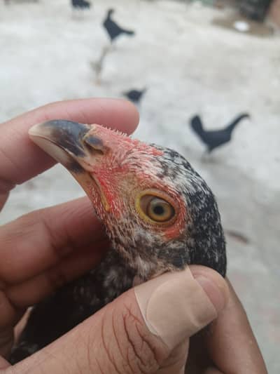 four chicks or best quality Thai chicks