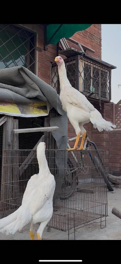 white king o shamu females