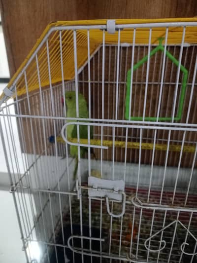 green parrot hand tame