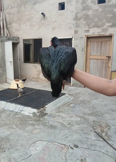 Good quality hen and quality chick's Thai