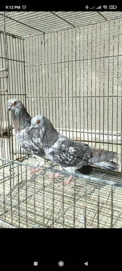 kasni chitty bhabra and lalbnd Maqsi pair