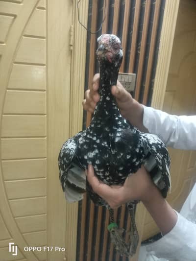 Pure amroha he top quality ache  jor ando pe ai he