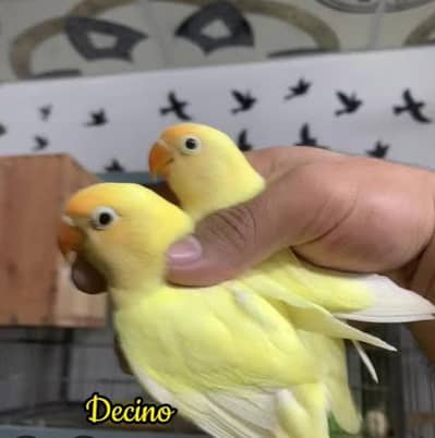 decino lovebird