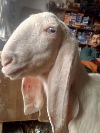 rajan puri bakra . 03165096650