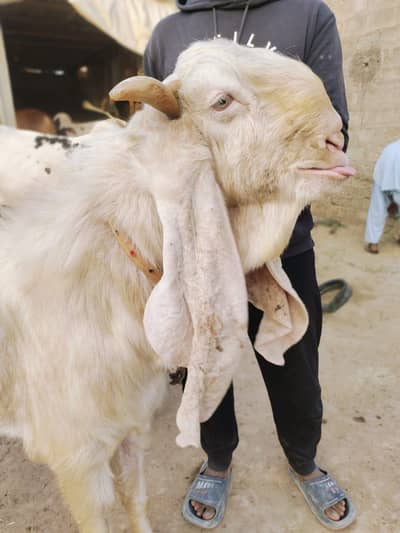 Gulabi jumbo size breeder