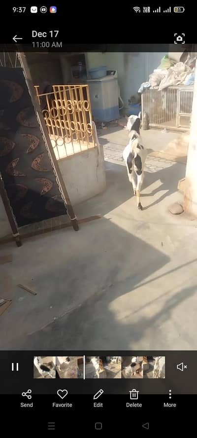 2 danth teda pinck nos